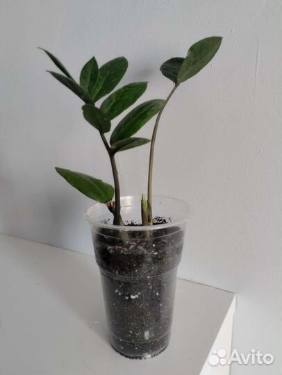 Замиокулькас