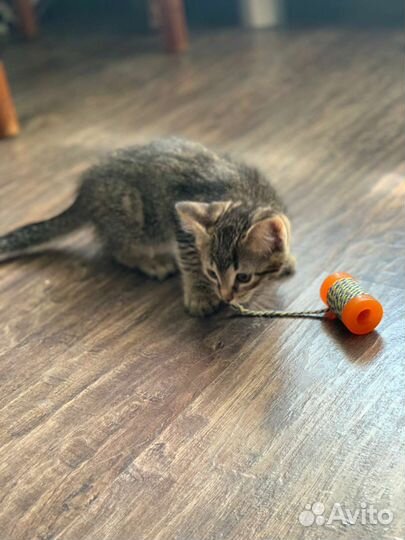 Котëнок в добрые руки