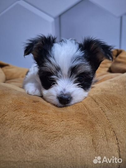 Бивер йорк девочки