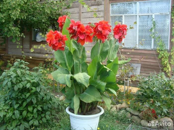 Канна красная