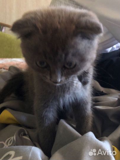 Шотландская вислоухая котёнок