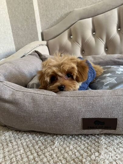 Мальтипу F1 мини мальчик