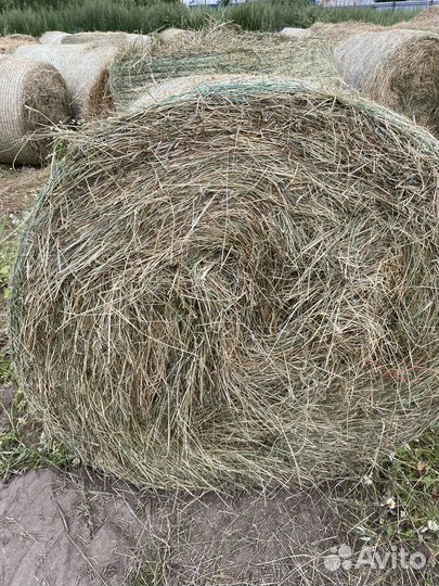 Продам сено в рулонах