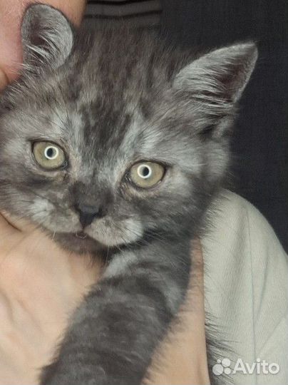 Шотландская прямоухая