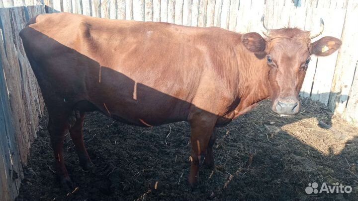 Коровы дойные молочные