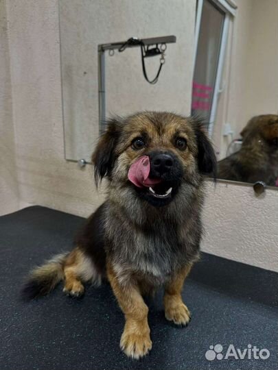 Моня метис пекинеса 1 год