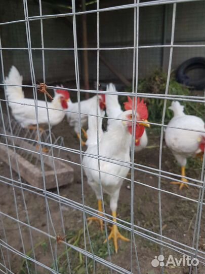 Петухи Легорн породы