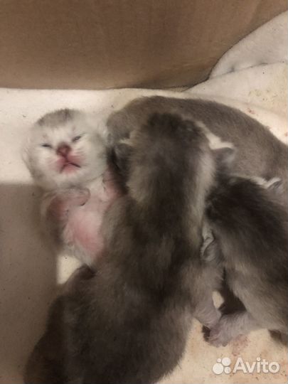 Шотландские котята