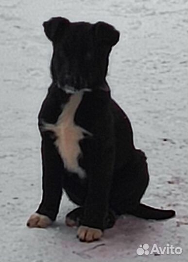 Щенки немецкой овчарки