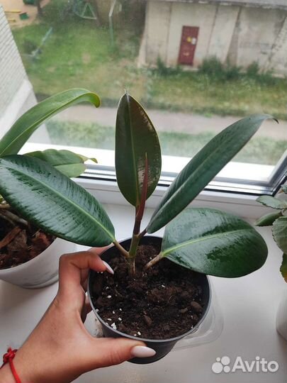 Фикус эластика