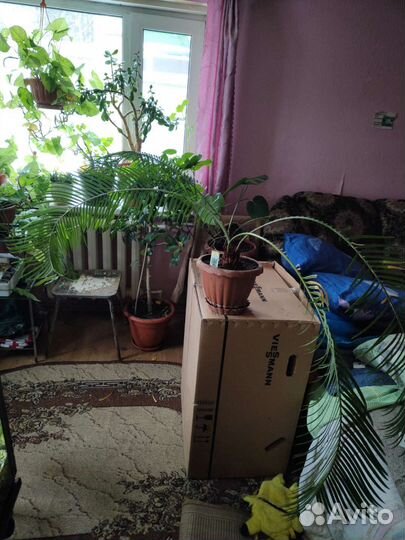 Пальма (Cycas Revoluta)