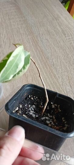 Фикус бенджамина