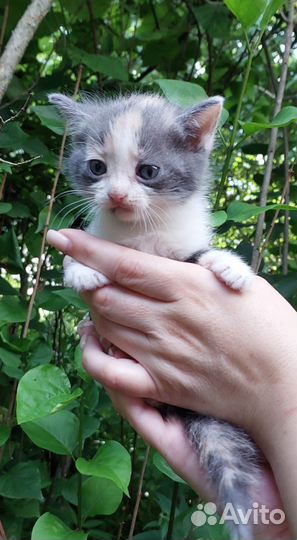 Котята-подкидыши в добрые руки