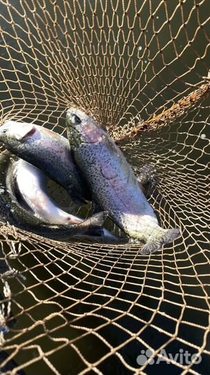 Свежая рыба форель оптом