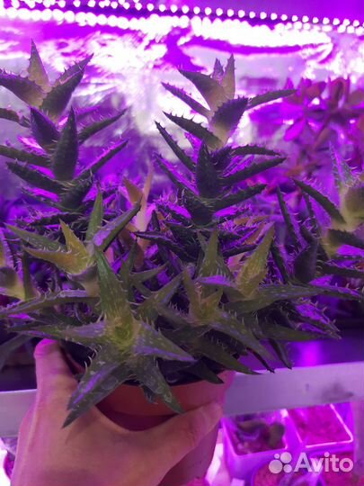 Кактусы и суккуленты