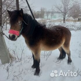 Проблема на половом члене у жеребца | belgorod-ladystretch.ru