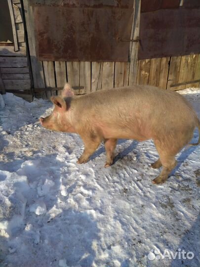 Хряк на племя