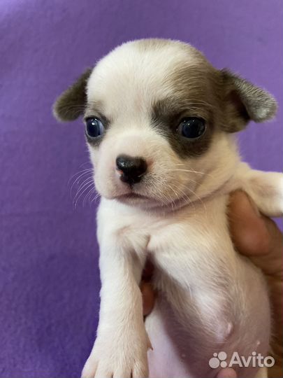 Чихуахуа окрас