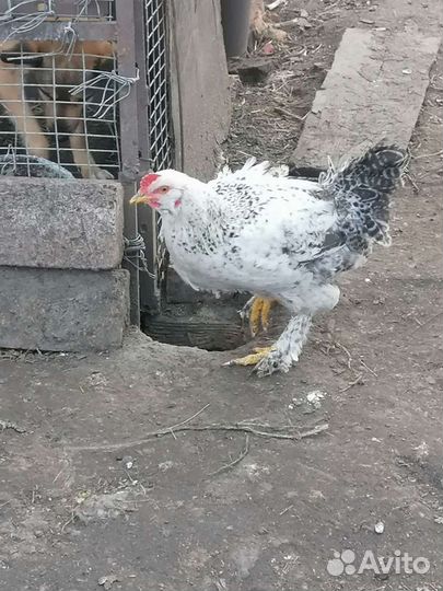 Молодые петухи