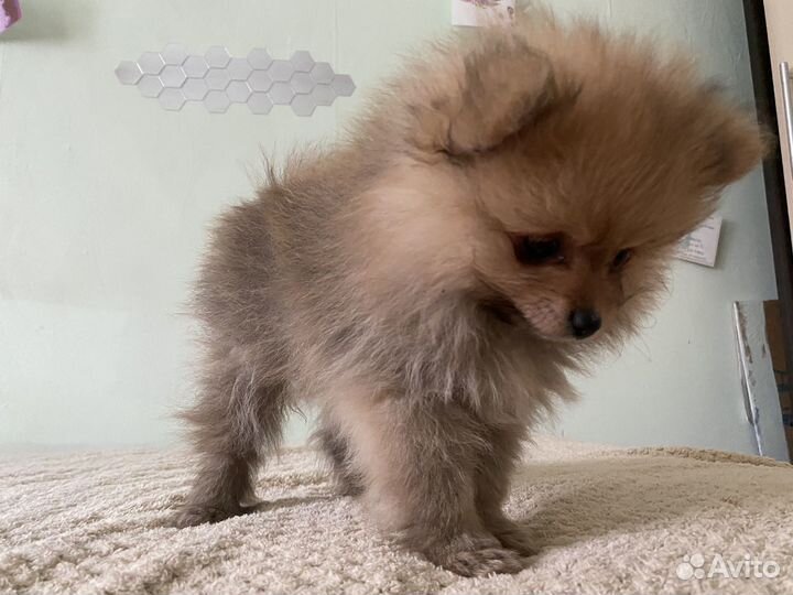 Малый немецкий шпиц