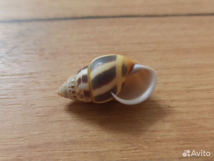 Морская раковина