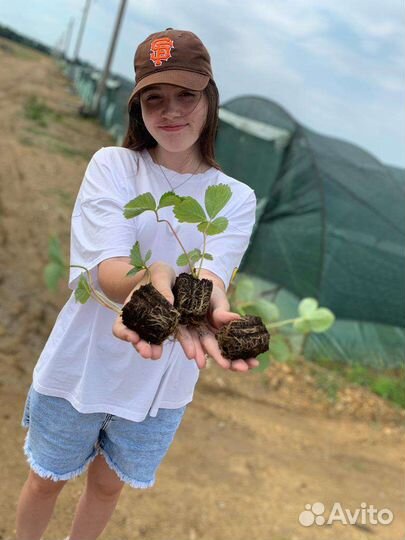 Рассада ремонтантной клубники