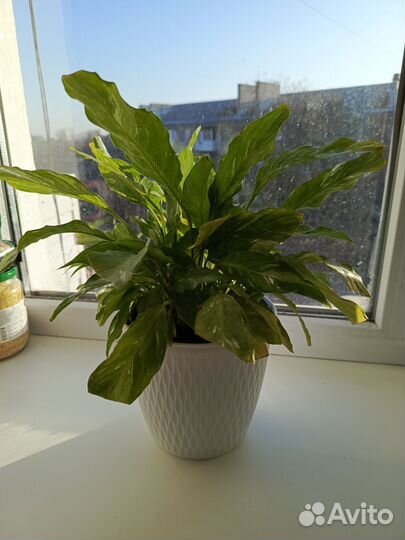 Спатифиллум домино карликовый