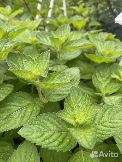 Мята сортовая