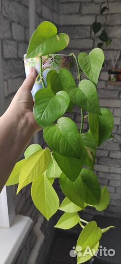 Сциндапсус неон