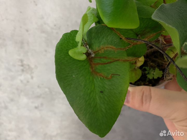 Хемионитис, сингониум, алоказия вар в наличие