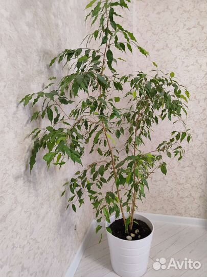 Фикус бенджамина