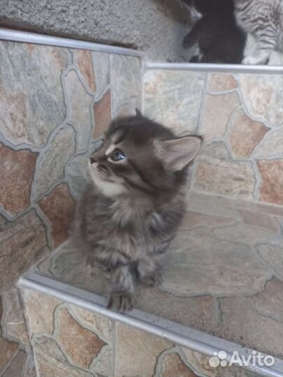 Кошечка в добрые руки