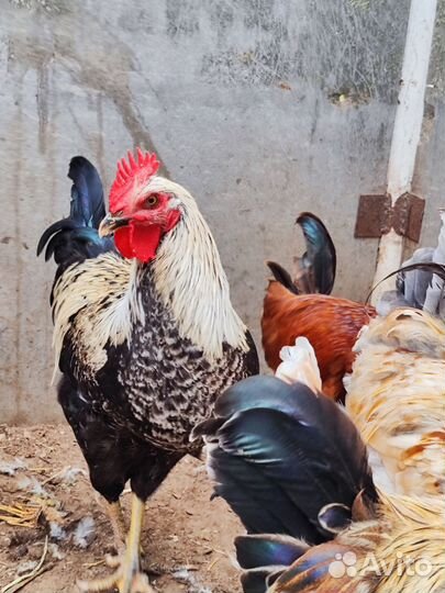 Молодые петухи