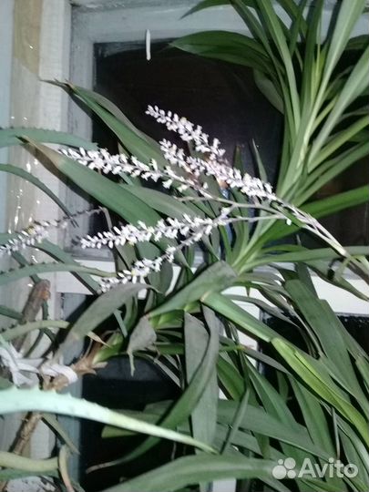 Продам пальму