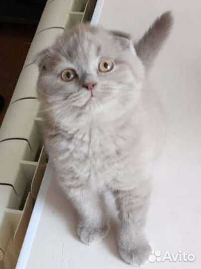 Шотландский кот вязка
