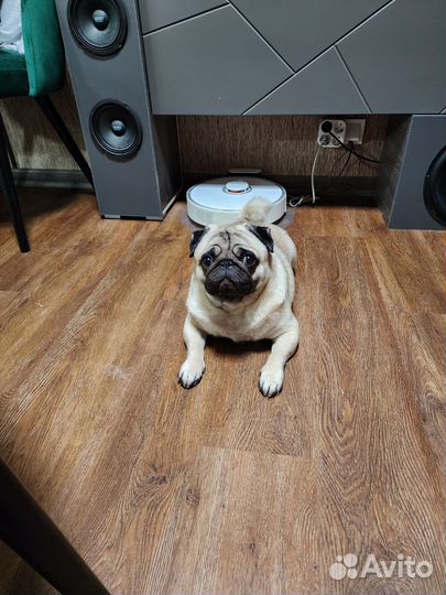 Мопс мальчик вязка