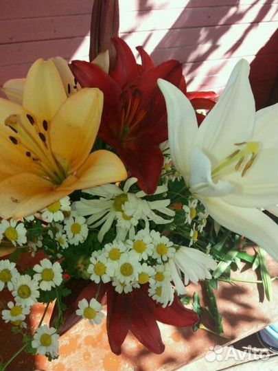 Лилии азиатки Ла и От гибриды(не прихотливые)