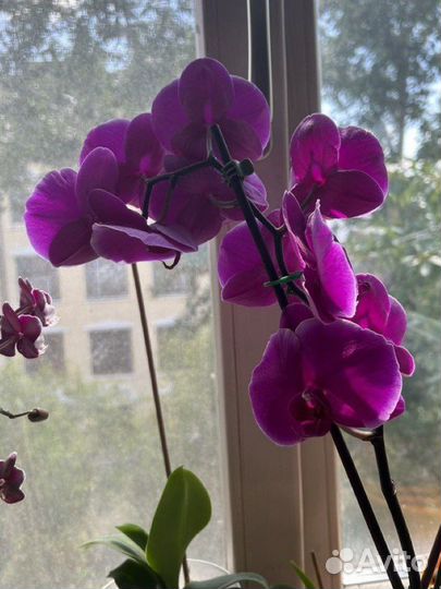 Фаленопсисы и толстянка