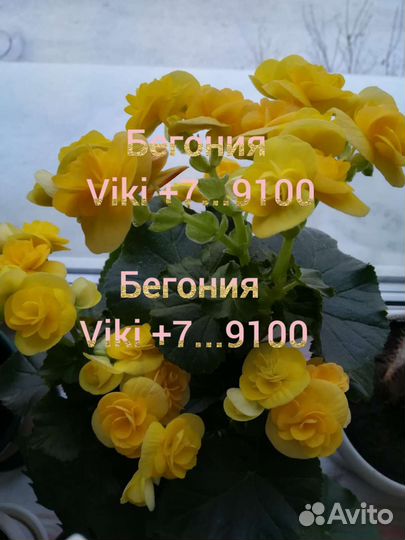 Бегония Элатиор