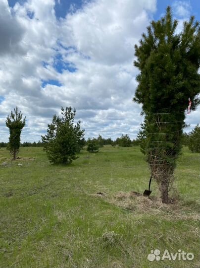 Туи Брабант 3,2 м