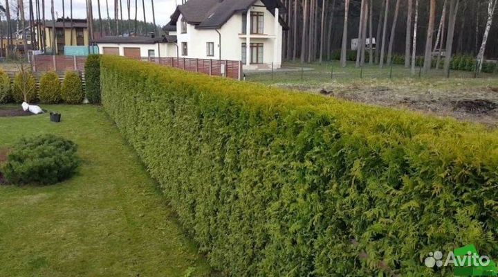 Живая изгородь из туи