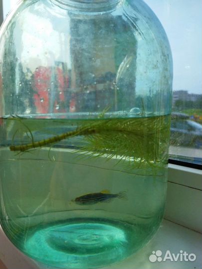 Аквариумная рыбка данио