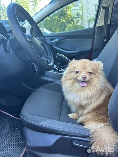 Померанский шпиц