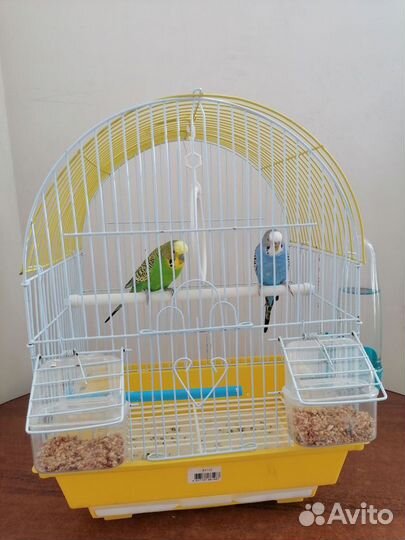 Волнистый попугай