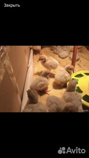 Цыплята бройлерного индюка