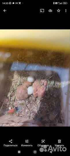 Попугай неразлучники