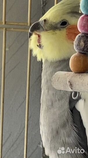 Попугай корелла девочка