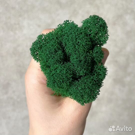 Стабилизированный мох, Оливковый