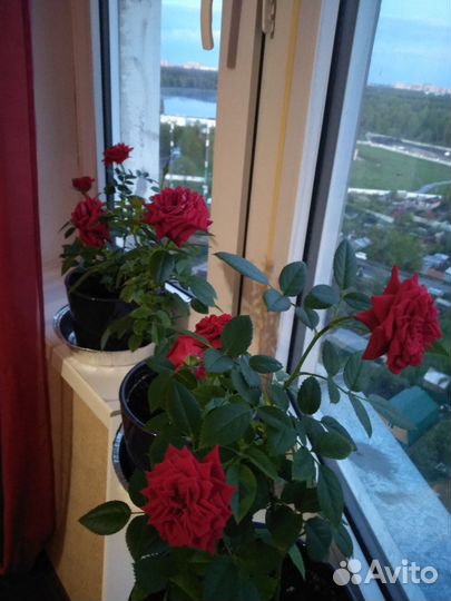 Уход за розой Кордана. Методичка