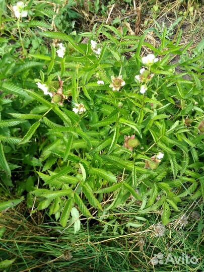 Тибетская малина